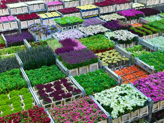 Leilão de Flores de Aalsmeer