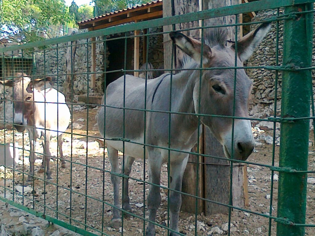 Museu de História Natural e Zoológico
