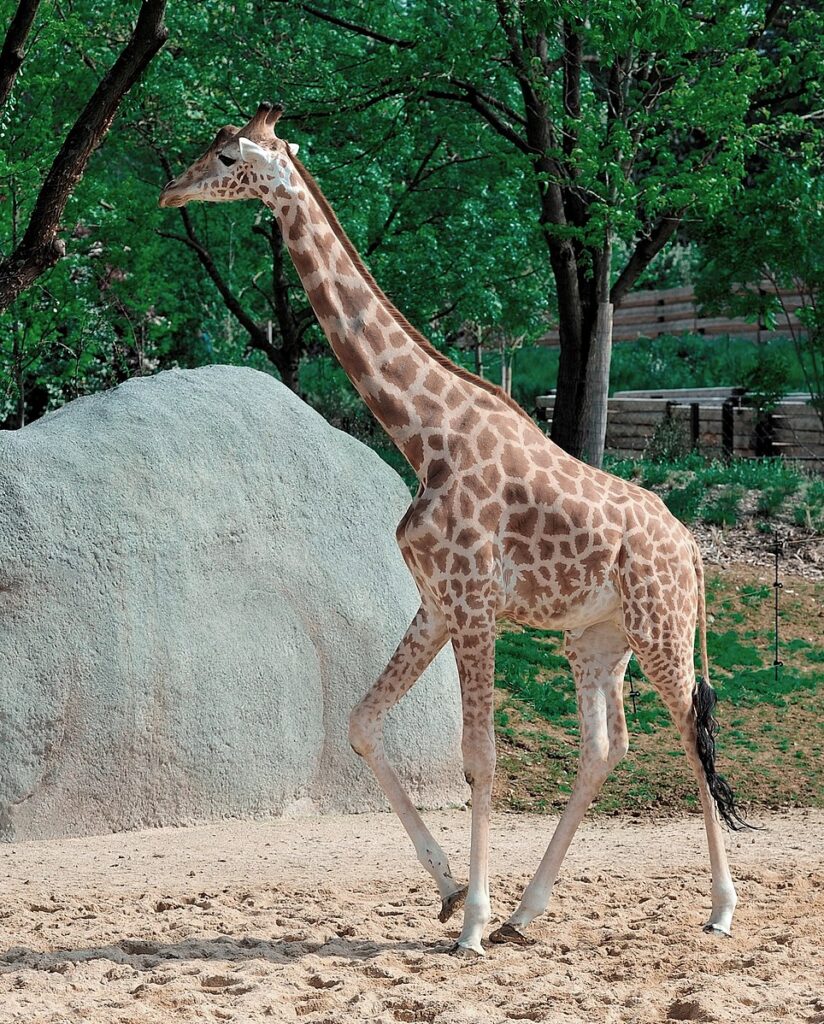 Zoo de Vincennes